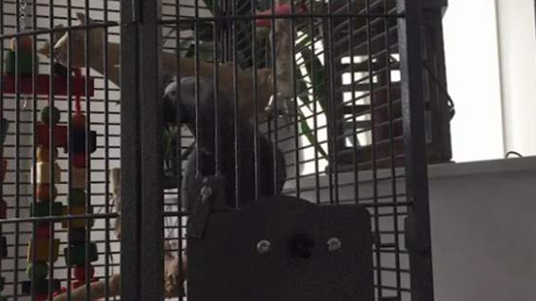 Ένας παπαγάλος έκανε παραγγελία στο Amazon