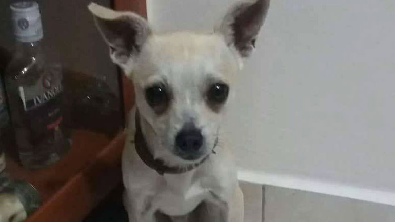 Χάθηκε ο Μίκι στα Χανιά