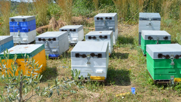 Λάρισα: Δημόσιος λειτουργός έκλεψε μελίσσια