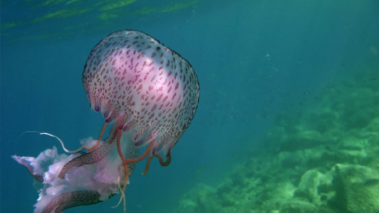 Και οι μέδουσες κοιμούνται