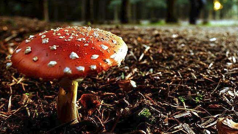 Έρχεται πιστοποίηση για τους συλλέκτες άγριων μανιταριών