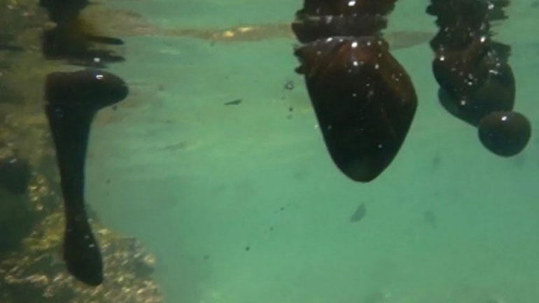 Συγκλονιστικές εικόνες από τον βυθό της Σαλαμίνας – Τεράστια κομμάτια μαζούτ παντού