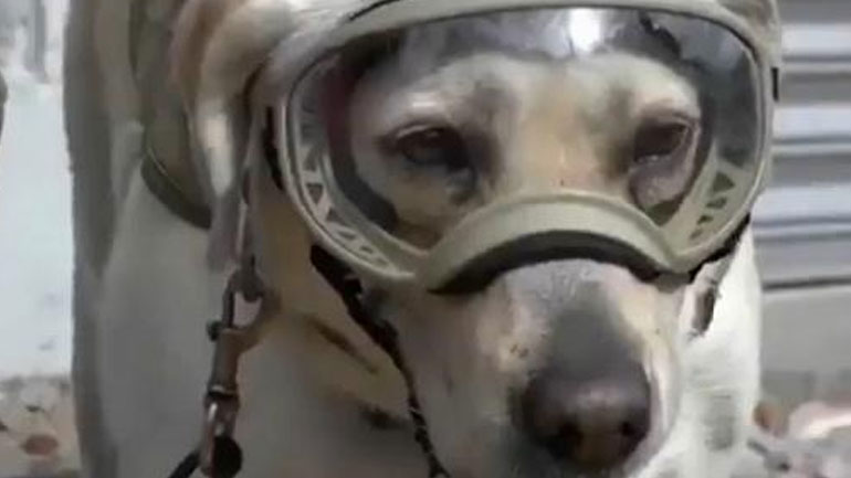 Μεξικό: Η Φρίντα, το σκυλί διάσωσης του Πολεμικού Ναυτικού πρωτοστατεί στην έρευνα για επιζώντες