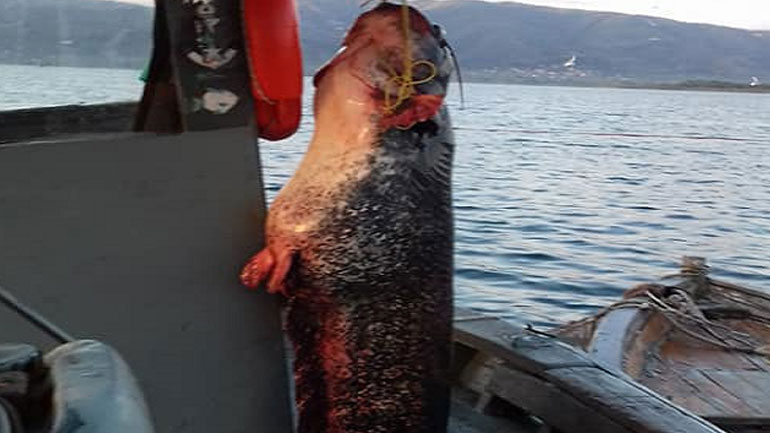 Γουλιανός 85 κιλών στη λίμνη Τριχωνίδα