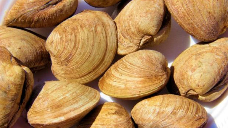 Κατασχέθηκαν 600 κιλά ακατάλληλα όστρακα στο Πόρτο Λάγος