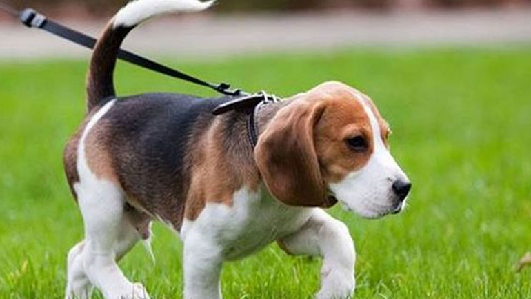 Επιθετικότητα στο λουρί! Πώς να την αντιμετωπίσετε;