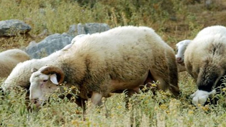 Δύο νέα κρούσματα ευλογιάς σε εκτροφές αιγοπροβάτων στη Λέσβο