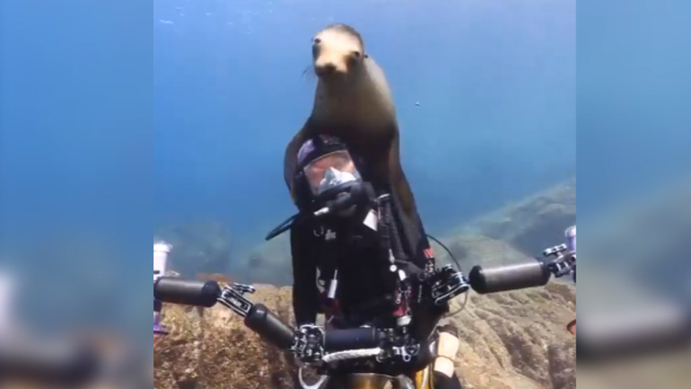 Η απίστευτη φιλία μιας θαλάσσιας φώκιας με ένα δύτη