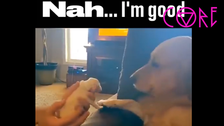 Αυτός ο σκύλος δεν είναι έτοιμος να γίνει πατέρας