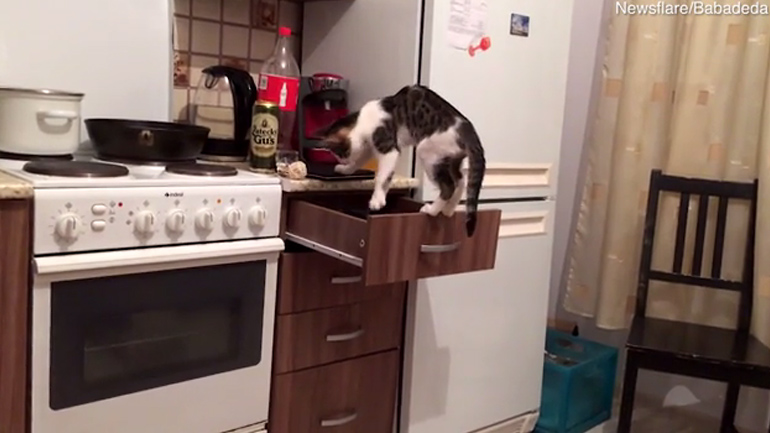Απίστευτο βίντεο: Η γάτα αυτή κάνει τα πάντα για το φαγητό!