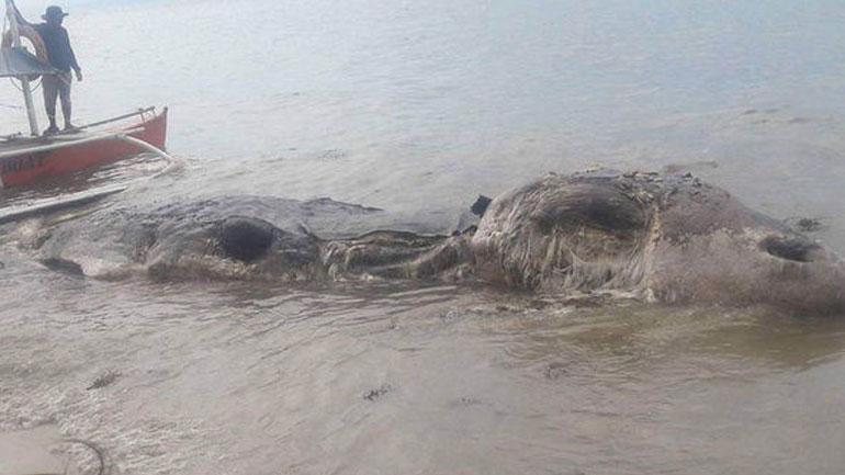 Φιλιππίνες: Τέρας 10 μέτρων ξεβράστηκε σε ακτή