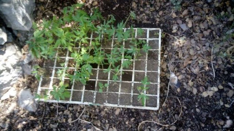 Νέα χασισοφυτεία με πάνω από 100 δενδρύλλια εντοπίστηκε στη Βοιωτία