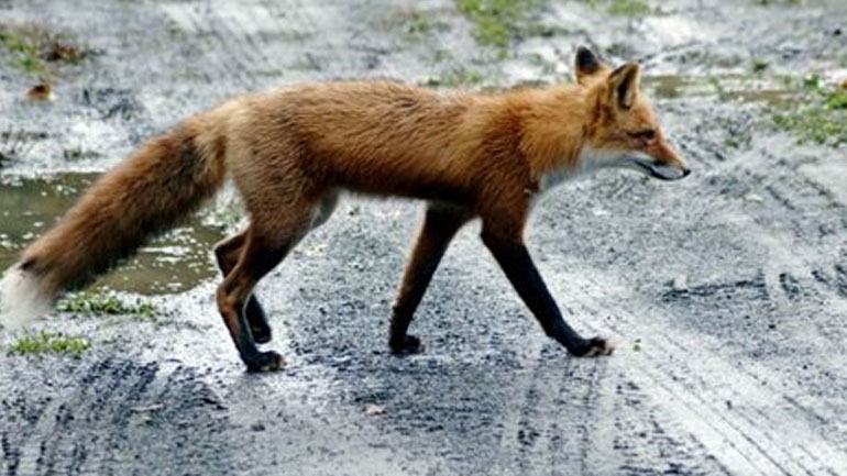 Στις 10 Οκτωβρίου θα ξεκινήσουν οι από αέρος εμβολιασμοί για τη λύσσα σε Μακεδονία – Θράκη