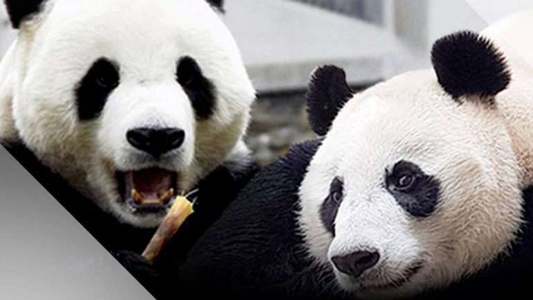 Γιγαντιαία πάντα αφίχθησαν στην Τζακάρτα στο πλαίσιο προγράμματος