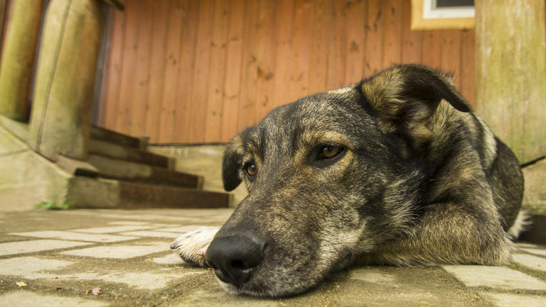 Άμεση σχέση της κακοποίησης ζώων με τις υπόλοιπες μορφές εγκληματικότητας