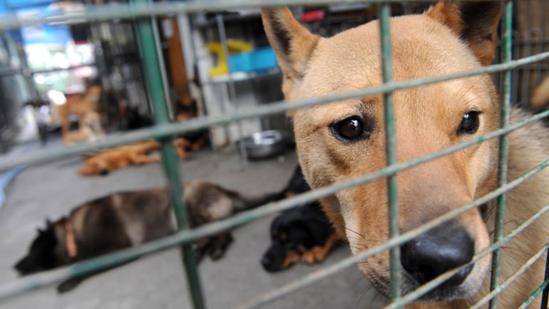 Κίνα: Εκστρατεία για την εξάλειψη της λύσσας