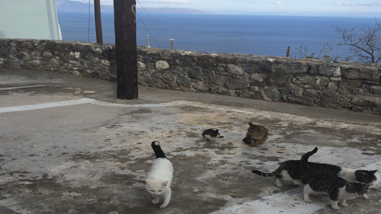 Καταγγελία: Μαζική εξόντωση γατών στη Νίσυρο