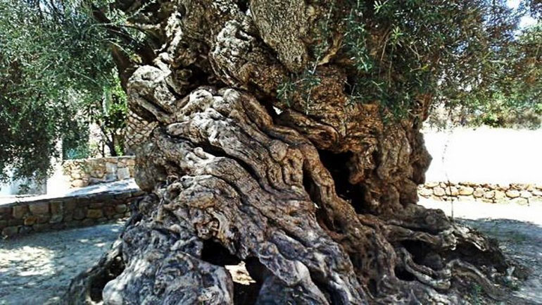 Κρήτη: Υπεραιωνόβιες ελιές καταλήγουν στα τζάκια – Έκκληση για τη σωτηρία τους Κρήτη: Υπεραιωνόβιες ελιές καταλήγουν στα τζάκια – Έκκληση για τη σωτηρία τους