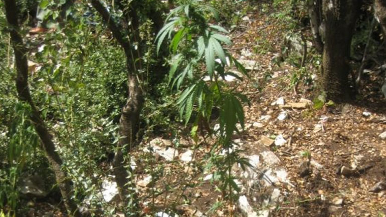 Πρέβεζα: Εντοπίστηκε φυτεία δενδρυλλίων κάνναβης σε δασική περιοχή