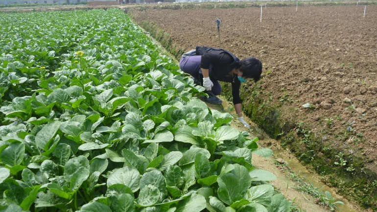 Κίνα: Το Πεκίνο εξέδωσε οδηγίες για την πράσινη ανάπτυξη των αγροτικών καλλιεργειών μέχρι το 2020