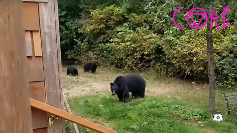 Ζήτησε ευγενικά από τις αρκούδες να φύγουν από την αυλή του…