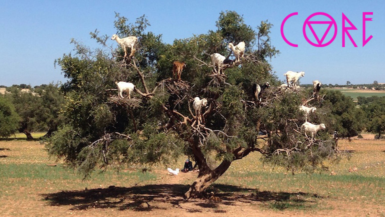 Έτσι βόσκουν οι κατσίκες στο Μαρόκο
