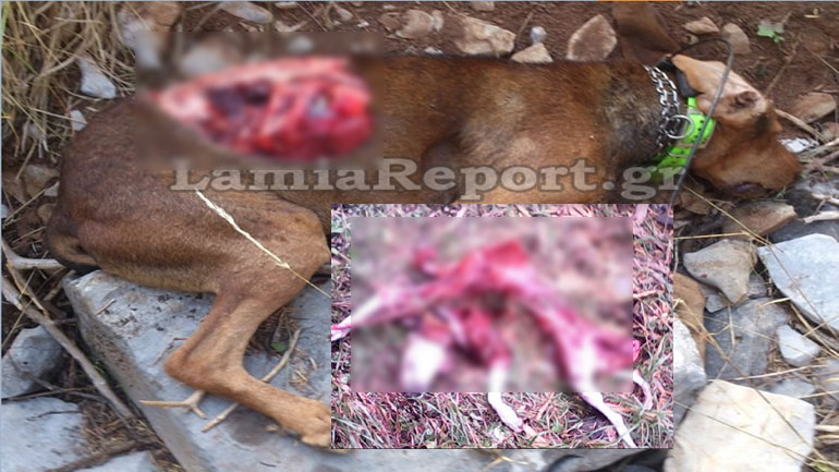 Επιδρομή λύκων στη Φθιώτιδα – Κατασπαράσσουν σκυλιά – Έκκληση των κυνηγών