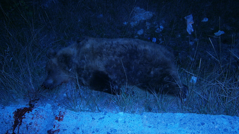 Άλλη μία νεκρή αρκούδα έπειτα από τροχαίο στο Αμύνταιο