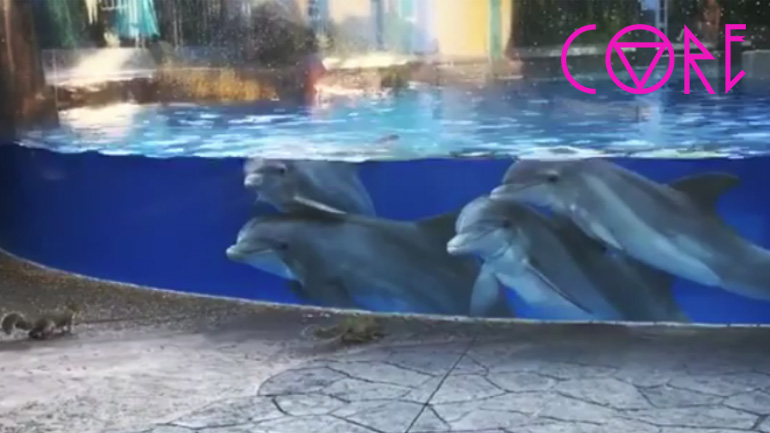 Τα δελφίνια παρακολουθούν τους σκίουρους