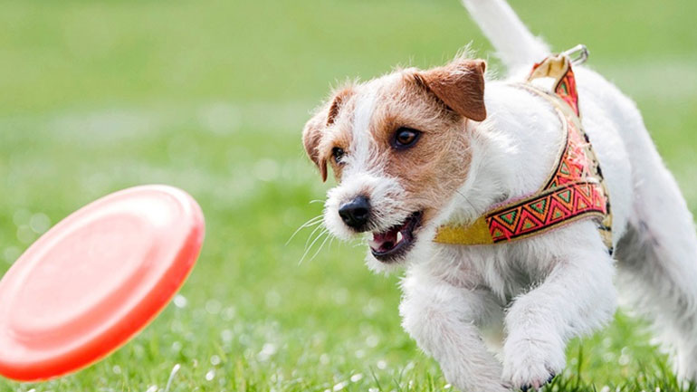 Σήμερα η Παγκόσμια Ημέρα των Ζώων