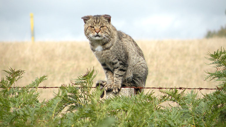 Αυστραλία: Οι γάτες σκοτώνουν καθημερινά περισσότερα από ένα εκατομμύριο πουλιά