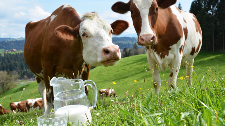 Αγελάδες με μάσκα που βγάζει τεχνητό φως, βγάζουν περισσότερο γάλα!