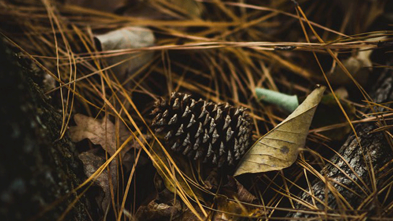 Εκδηλώσεις στο ΚΠΙΣΝ – Art Land: Ανακαλύπτω τις εποχές μέσα από την τέχνη!