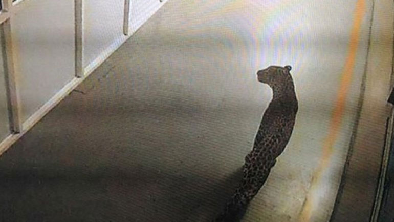 Λεοπάρδαλη αλώνιζε επί 36 ώρες σε εργοστάσιο αυτοκινήτων