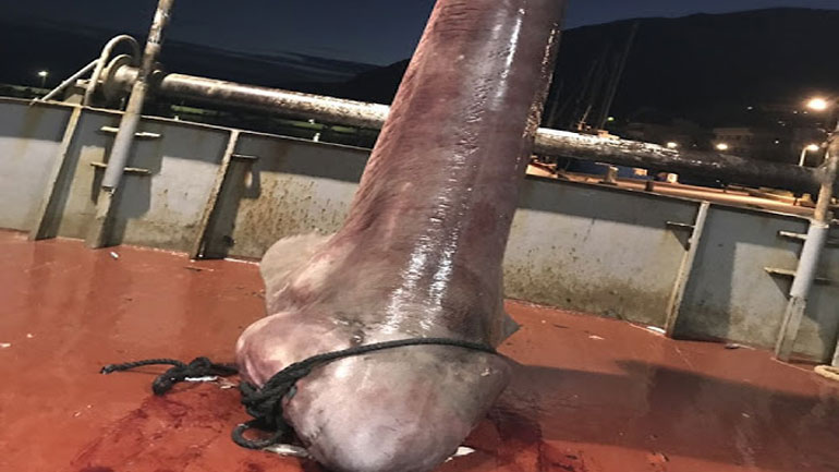 Σπάνιος καρχαρίας αλιεύθηκε στον Αστακό