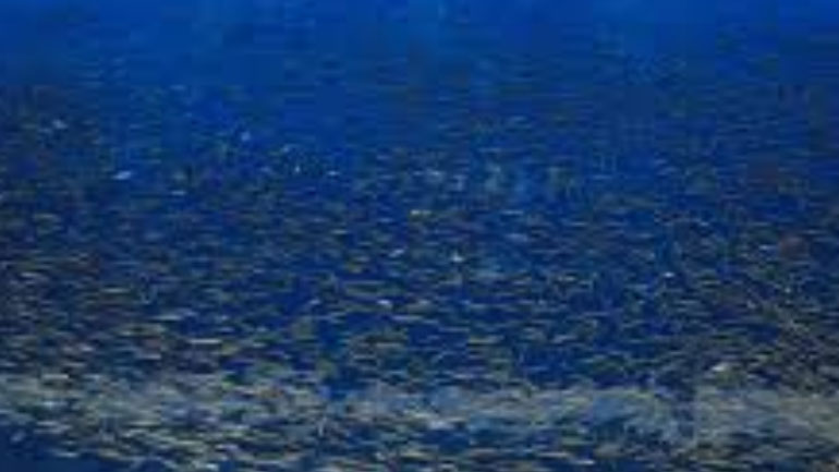 Πρωτοφανές θέαμα στον Ψαθόπυργο – Εμφανίστηκε τεράστιο κοπάδι απο αθερίνες