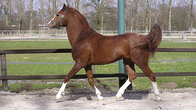 Με την βοήθεια υψηλής τεχνολογίας εκπαιδεύονται τα άλογα στο Σιντσιάνγκ