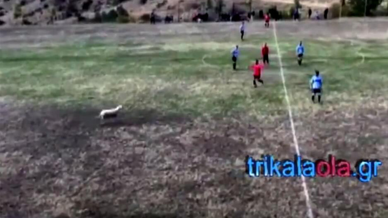 Τρίκαλα: Προβατίνα κάνει τα πρώτα της βήματα στα ποδοσφαιρικά γήπεδα