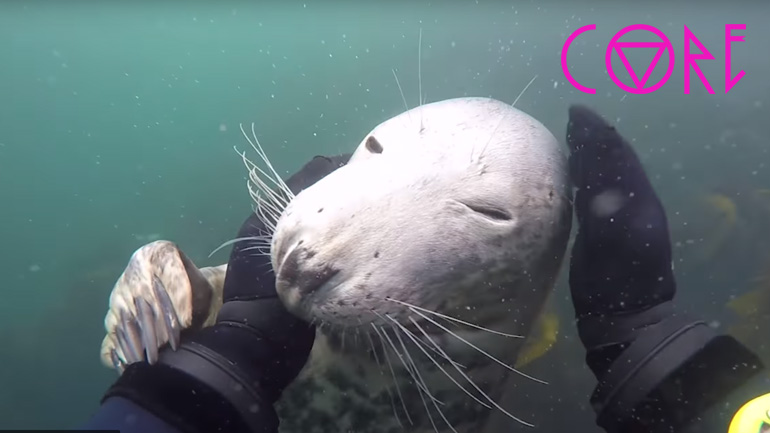 Φώκια πιάνει φιλίες με δύο δύτες