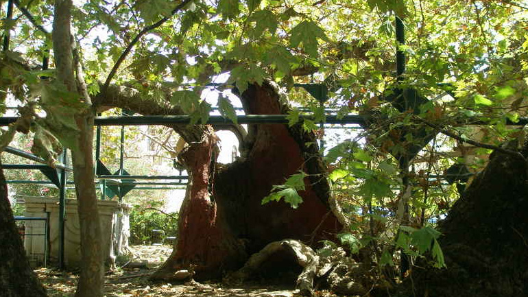 Ο Ιάπωνας που θέλει να σώσει τον πλάτανο του Ιπποκράτη