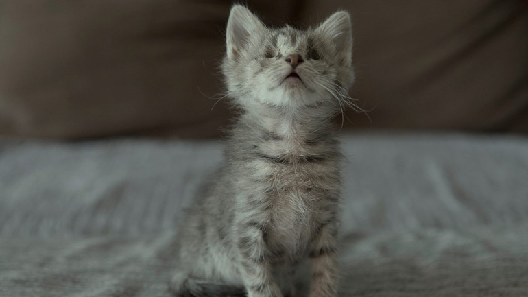 Υιοθετήστε τη Στέλλα