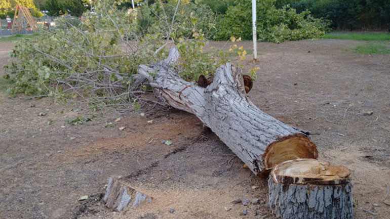 Λόγω εντομολογικής προσβολής κόπηκαν 35 λεύκες από την πλατεία του δήμου Βούλας