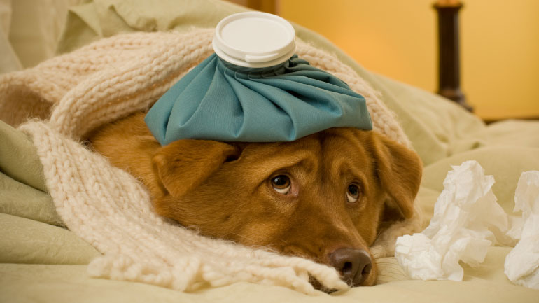 Ιταλία: Γεγονός η πρώτη χορήγηση άδειας μετά αποδοχών για τη φροντίδα κατοικίδιου