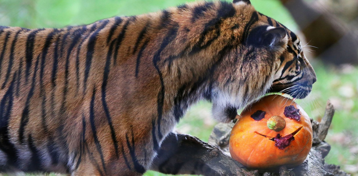“Halloween” σε ζωολογικό κήπο!