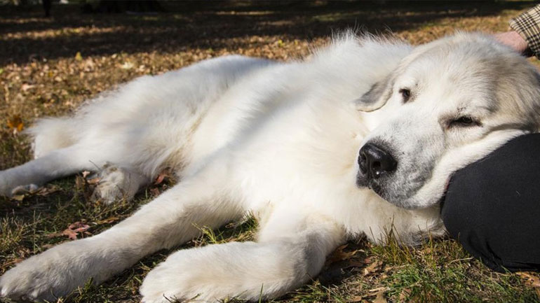 Τι μπορεί να κρύβει η κακοποίηση ζώων