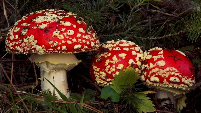 Είναι τα «μαγικά μανιτάρια» λύση για την κατάθλιψη;