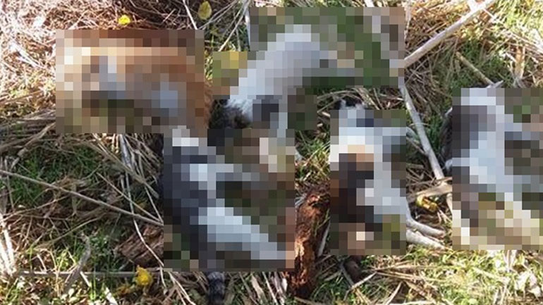 Λήμνος: Ασυνείδητοι ρίχνουν φόλες σε αδέσποτα ζώα