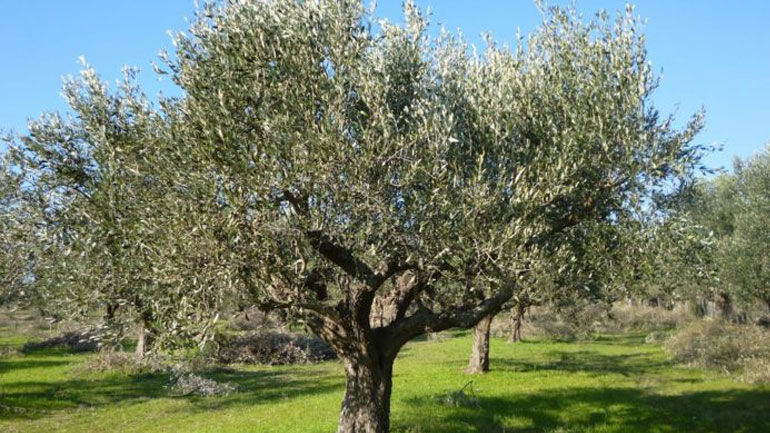 Κάλυμνος: 62χρονη έπεσε από ελιά και βρήκε τραγικό θάνατο