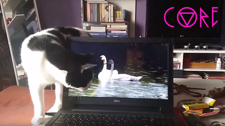 Η αντίδραση ενός γάτου όταν βλέπει πουλιά στο youtube