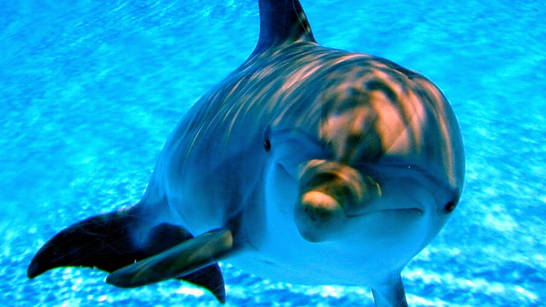 Έρευνα: Δελφίνια και φάλαινες μπορεί ακόμα και να… κουτσομπολεύουν!